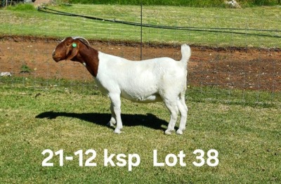 1X BOER GOAT FLOCK ON TEAT DOE AUCAMP BOERDERY