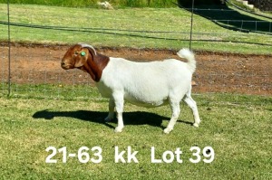 1X BOER GOAT PREGNANT FLOCK ON COLOR DOE AUCAMP BOERDERY