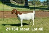 1X BOER GOAT STUD DOE AUCAMP BOERDERY