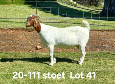 1X BOER GOAT STUD DOE AUCAMP BOERDERY