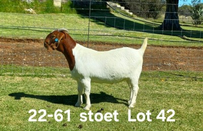 1X BOER GOAT PREGNANT STUD DOE AUCAMP BOERDERY