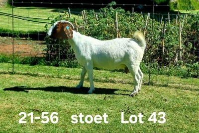 1+1X BOER GOAT STUD DOE AUCAMP BOERDERY