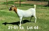 1+2X BOER GOAT FLOCK ON COLOR DOE AUCAMP BOERDERY