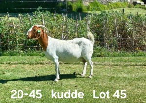 1+2X BOER GOAT FLOCK DOE AUCAMP BOERDERY