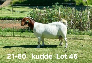 1+2X BOER GOAT FLOCK DOE AUCAMP BOERDERY