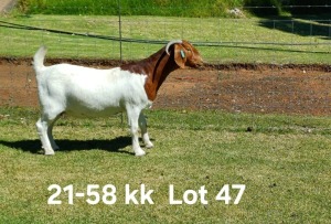 1X BOER GOAT FLOCK ON COLOR DOE AUCAMP BOERDERY