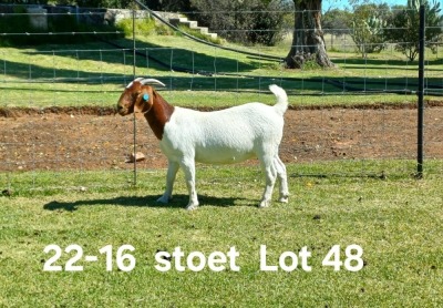 1X BOER GOAT PREGNANT STUD DOE AUCAMP BOERDERY