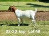 1X BOER GOAT FLOCK ON TEAT DOE AUCAMP BOERDERY