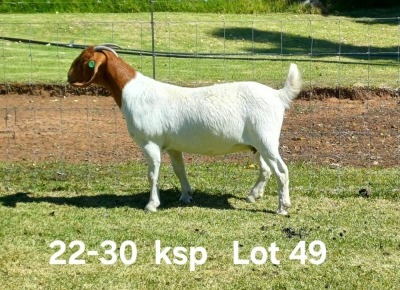 1X BOER GOAT FLOCK ON TEAT DOE AUCAMP BOERDERY