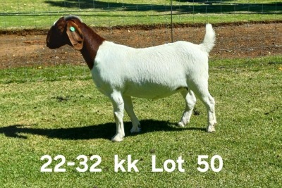 1X BOER GOAT PEGNANT FLOCK ON COLOR DOE AUCAMP BOERDERY