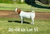 1X BOER GOAT FLOCK ON COLOR DOE AUCAMP BOERDERY