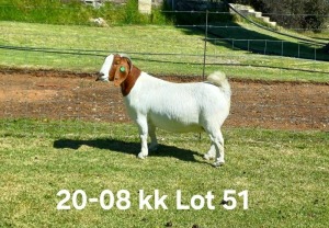 1X BOER GOAT FLOCK ON COLOR DOE AUCAMP BOERDERY