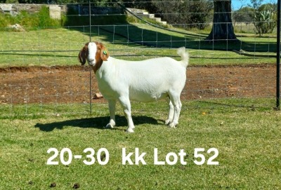 1X BOER GOAT PREGNANT FLOCK ON COLOR DOE AUCAMP BOERDERY