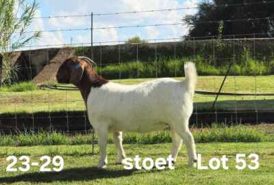 1X BOER GOAT PREGNANT STUD DOE AUCAMP BOERDERY