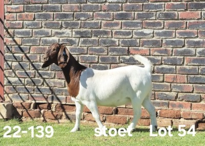 1X BOER GOAT PREGNANT STUD DOE AUCAMP BOERDERY