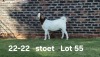 1X BOER GOAT STUD DOE AUCAMP BOERDERY