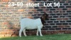 1X BOER GOAT PREGNANT STUD DOE AUCAMP BOERDERY