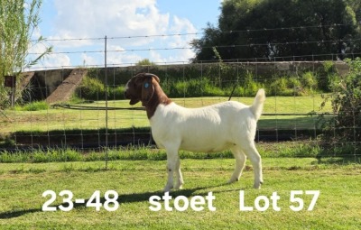 1X BOER GOAT PREGNANT STUD DOE AUCAMP BOERDERY