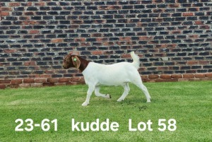 1X BOER GOAT PREGNANT FLOCK DOE AUCAMP BOERDERY