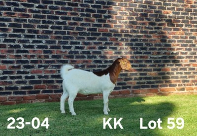 1X BOER GOAT FLOCK ON COLOR DOE AUCAMP BOERDERY