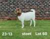 1X BOER GOAT PREGNANT STUD DOE AUCAMP BOERDERY