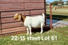 1X BOER GOAT PREGNANT STUD DOE AUCAMP BOERDERY