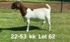 1X BOER GOAT PREGNANT FLOCK ON COLOR DOE AUCAMP BOERDERY