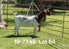 1X BOER GOAT FLOCK ON COLOR DOE AUCAMP BOERDERY