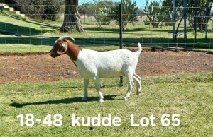 1X BOER GOAT FLOCK DOE AUCAMP BOERDERY