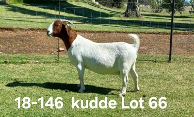 1X BOER GOAT FLOCK DOE AUCAMP BOERDERY