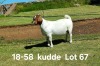 1X BOER GOAT PREGNANT FLOCK DOE AUCAMP BOERDERY