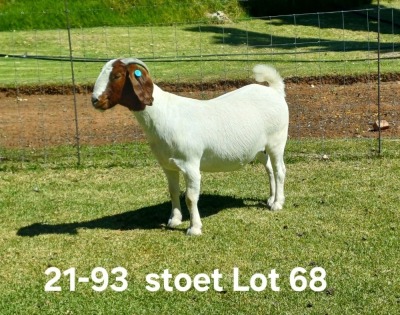 1X BOER GOAT PREGNANT STUD DOE AUCAMP BOERDERY