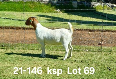 1X BOER GOAT FLOCK ON TEAT DOE AUCAMP BOERDERY