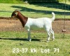 1X BOER GOAT PREGNANT FLOCK ON COLOR DOE AUCAMP BOERDERY