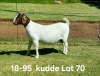 1X BOER GOAT PREGNANT FLOCK DOE AUCAMP BOERDERY