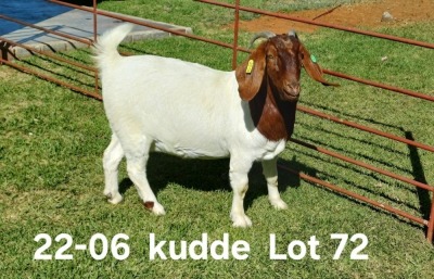 1X BOER GOAT PREGNANT FLOCK DOE AUCAMP BOERDERY