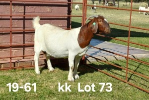 1X BOER GOAT FLOCK ON COLOR DOE AUCAMP BOERDERY