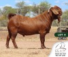 WITHDRAWN- 1X KALAHARI RED BUCK FIELIE DU TOIT