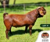 1X KALAHARI RED FLOCK BUCK ALBIAN STOET