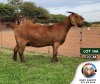 1X KALAHARI RED STUD DOE JENNY KALAHARI RED