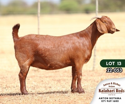 1X KALAHARI RED PREGNANT STUD DOE ANTON & RICKUS BOTHMA