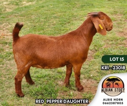 1X KALAHARI RED FLOCK DOE ALBIAN STOET
