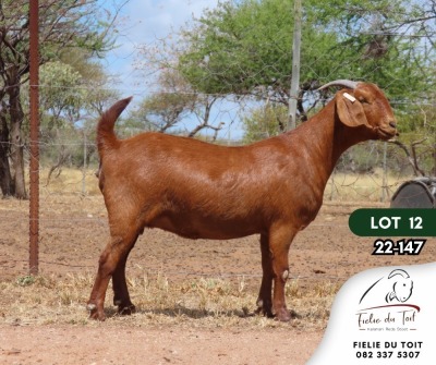 1X KALAHARI RED PREGNANT FLOCK DOE FIELIE DU TOIT