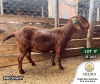 1X KALAHARI RED PREGNANT STUD DOE SHIIRA BOERDERY AND STUD