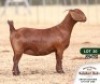 WITHDRAWN- 1X KALAHARI RED DOE ANTON & RICKUS BOTHMA