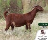 1X KALAHARI RED FLOCK DOE PEET VAN VUREN KALAHARI RED STOET