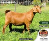 1X KALAHARI RED FLOCK DOE ALBIAN STOET