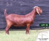 1X KALAHARI RED FLOCK DOE VAN HEERDEN STOET