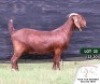 1X KALAHARI RED FLOCK DOE VAN HEERDEN STOET