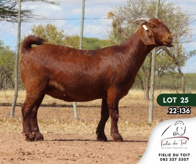 1X KALAHARI RED PREGNANT STUD DOE FIELIE DU TOIT